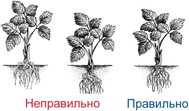 Сорт земляники медовой: описание и фото, отзывы садоводов, характеристика6