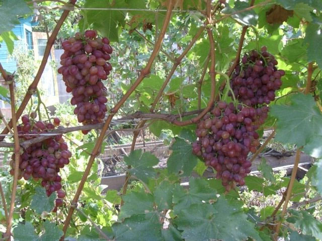Лучистый Кишмиш — описание сорта винограда, отзывы5