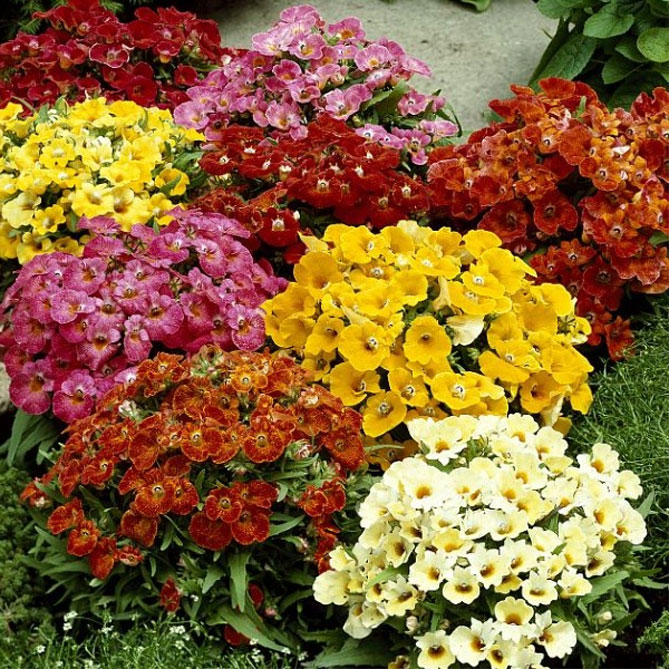 Цветы немезии: выращивание из семян, посадка в открытый грунт, уход, фото3