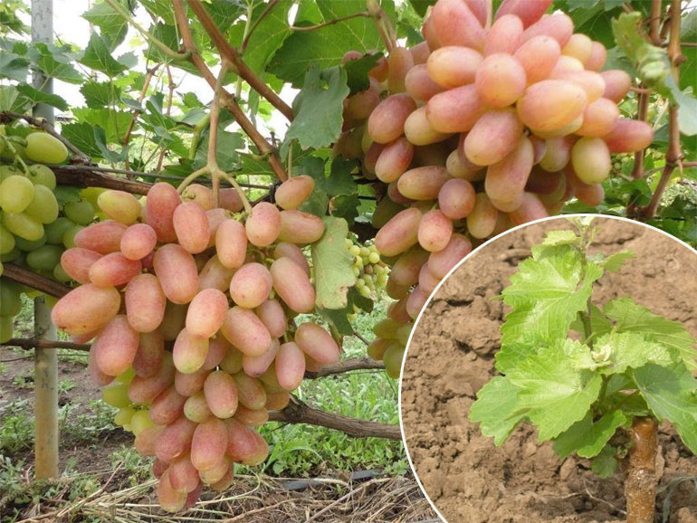Правила посадки винограда осенью и весной саженцами, черенками, схема посадки0