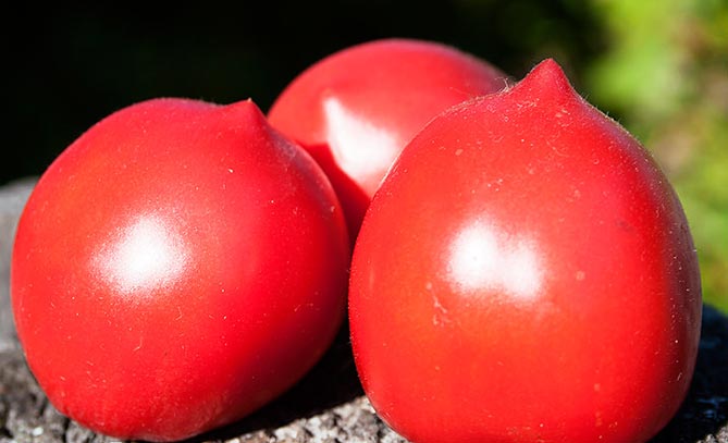 Сорт помидоров Де Барао — характеристика, урожайность, фото и отзывы5