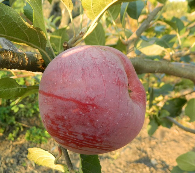 Описание сорта яблони Флорина: урожайность, характеристики яблок, фото, отзывы4