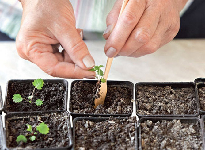Посадка и выращивание клубники из семян: технология ухода в домашних условиях9