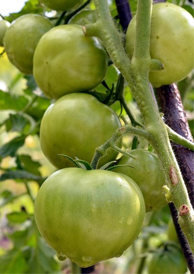 Ранний сорт томатов Сибирь — описание, урожайность, отзывы и фото4
