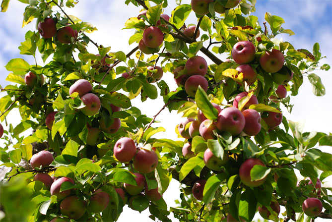 Сорт яблони Волчья — описание и фото, морозостойкость, отзывы6
