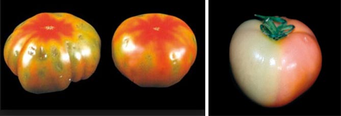 Болезни и вредители томатов: фото и описание, профилактика и лечение46