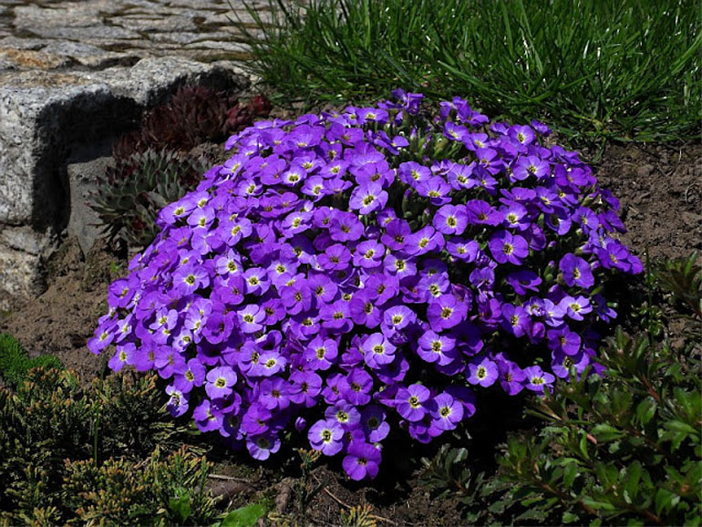 Многолетний цветок обриета (аубреция) – посадка и уход семенами в открытом грунте, сорта, фото1