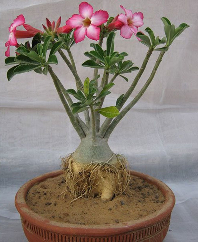 Цветок адениум – уход и выращивание в домашних условиях, фото27