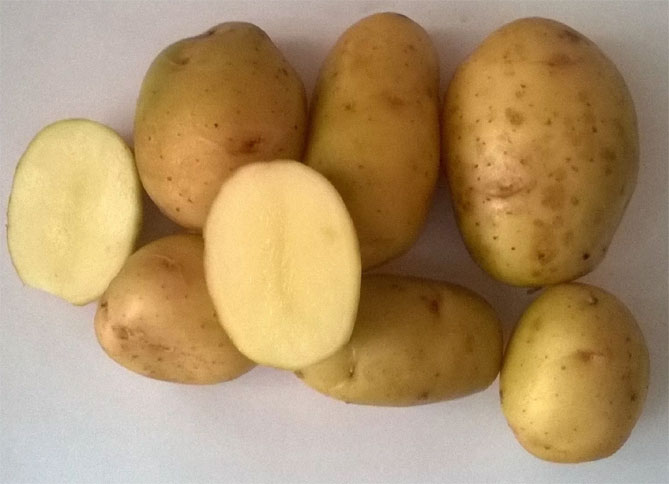 Описание сорта картофеля Невский, фото, отзывы овощеводов1