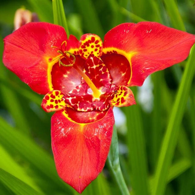 Цветок тигридия павлинья: посадка, выращивание и уход в открытом грунте, сорта, фото14