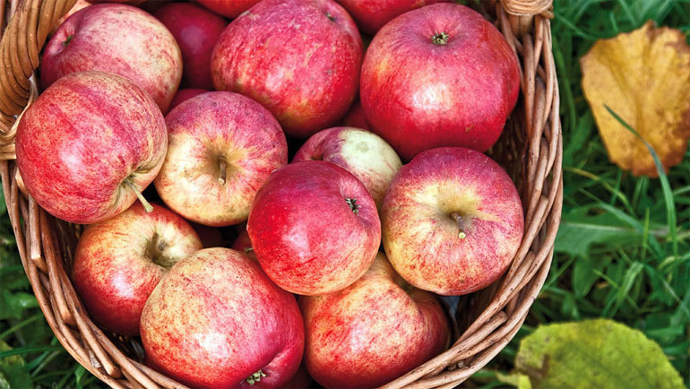 Сорт яблони Штрифлинг (Streifling, осенняя полоска) — описание популярной яблони, фото1