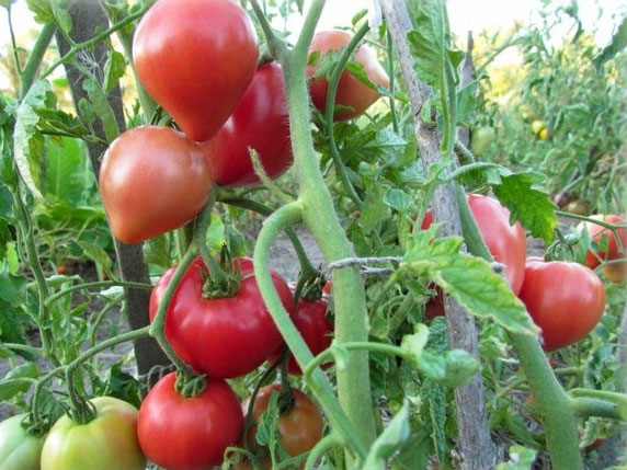 Описание сорта томатов крупноплодных Батяня: характеристика плодов, технология выращивания1