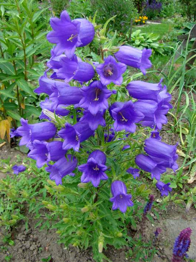 Цветок колокольчик: вырастить из семян, когда сажать, посадка и уход13