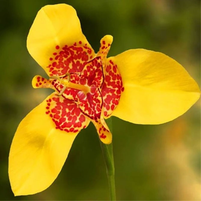 Цветок тигридия павлинья: посадка, выращивание и уход в открытом грунте, сорта, фото11