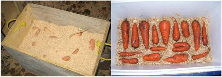 Хранение моркови на зиму: дома, погреб, подвал, мешки3