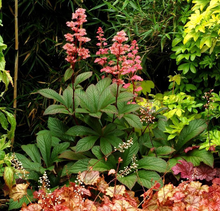 Цветок роджерсия – посадка, выращивание и уход в открытом грунте, фото1