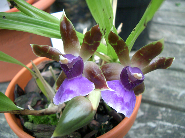 Орхидея Зигопеталум7