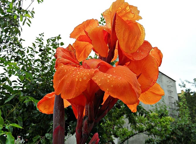 Цветок канна – размножение, посадка, уход2