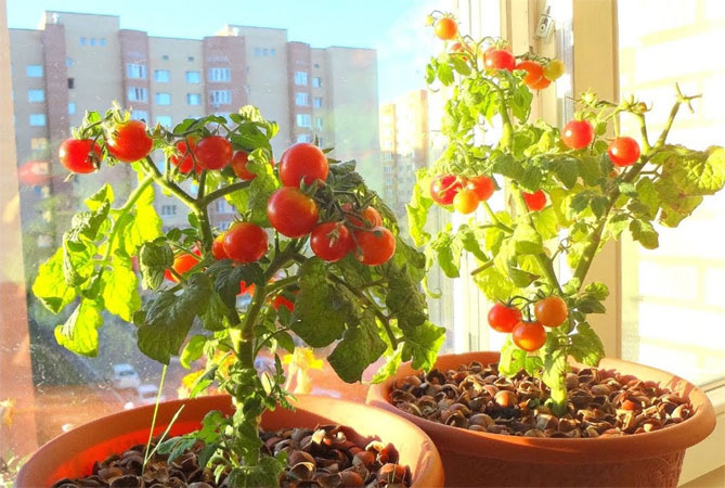 Сорт помидор Балконное чудо — описание и фото, отзывы12