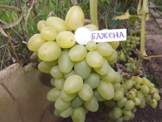 Виноград Бажена: описание сорта и рекомендации по уходу