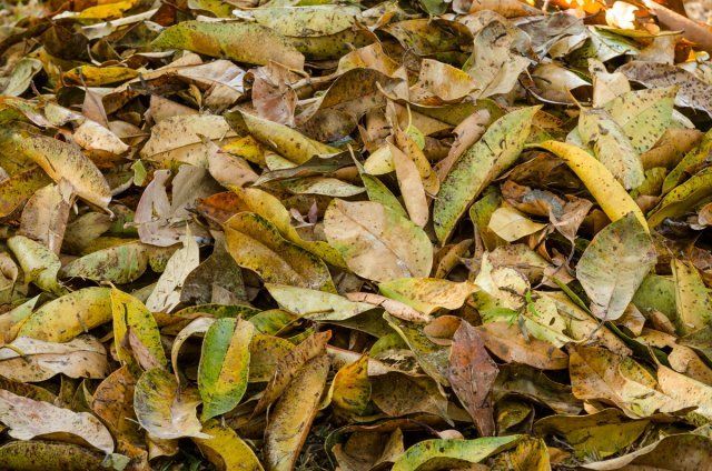 10 идей, что делать с опавшими листьями осенью