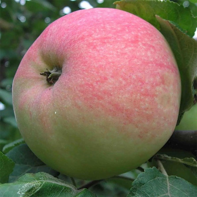Описание сорта яблони Мельба, отзывы и фото, посадка и уход4