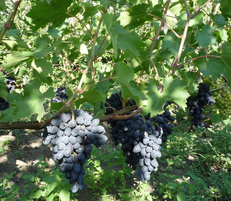 Виноград Кодрянка: характеристика и описание сорта, морозостойкость, урожайность, отзывы0