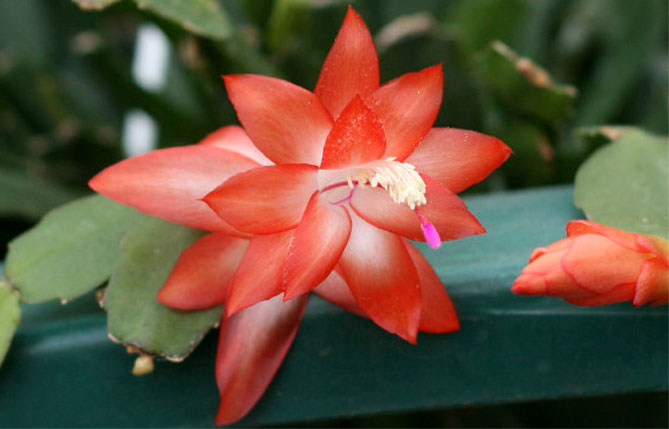Комнатный цветок Шлюмбергера (декабрист) – уход в домашних условиях, пересадка, фото12