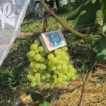 Виноград Мускат Русбол: описание сорта с характеристиками и отзывами