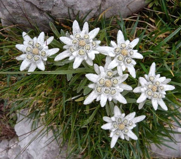 Лучшие растения для альпийской горки – цветы, многолетники, хвойные78