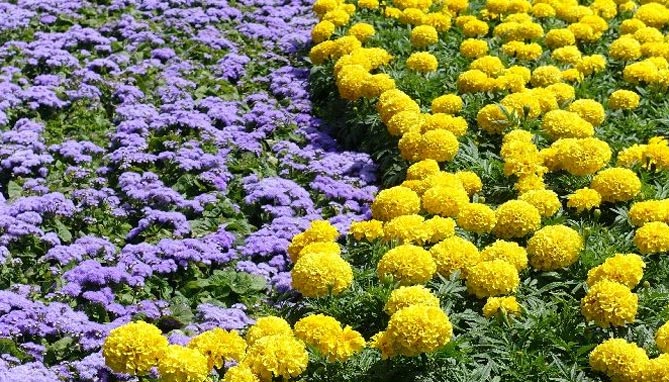 Однолетние и многолетние низкорослые бордюрные цветы, фото в цветниках38