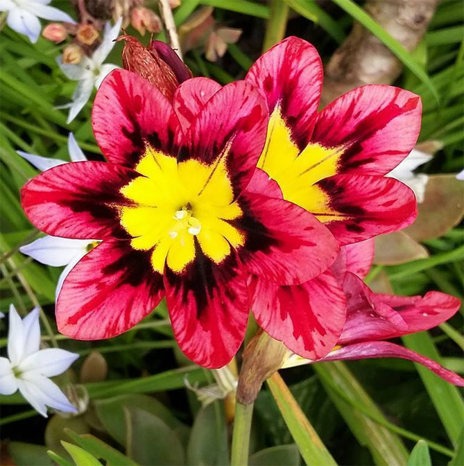 Цветы спараксиса: посадка, выращивание и уход в открытом грунте, фото в саду, сорта15