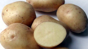 Описание лучших сортов картофеля для средней полосы России: самые урожайные и вкусные7