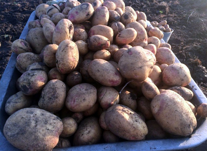 Описание и характеристика сорта картофеля Пикассо, урожайность, отзывы, фото5