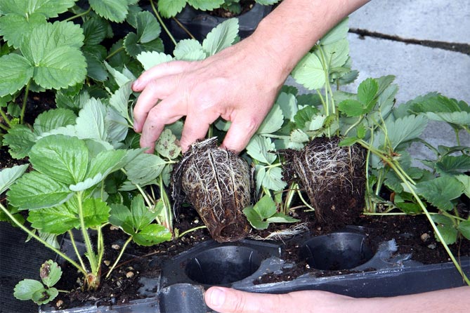 Посадка и выращивание клубники из семян: технология ухода в домашних условиях11