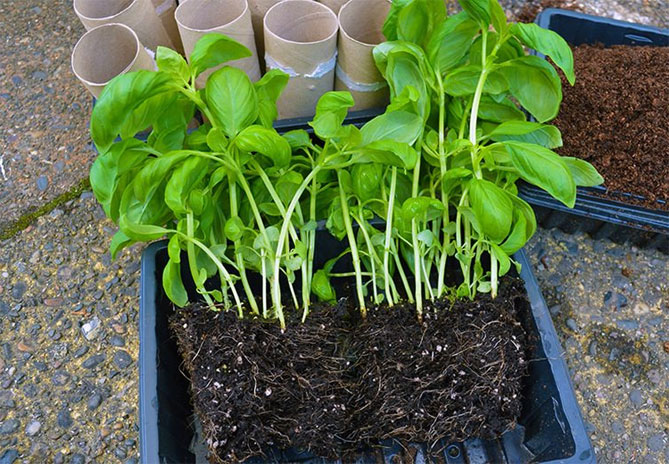 Базилик: выращивание из семян в домашних условиях, характеристика сортов14