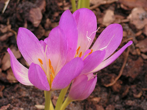 Цветок безвременник: посадка и уход в саду, фото сортов и видов с описанием.36