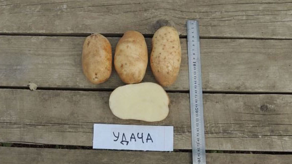 Сорт картофеля Удача — характеристика, описание, вкус, отзывы, фото3