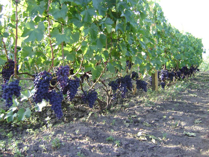Виноград Кодрянка: характеристика и описание сорта, морозостойкость, урожайность, отзывы1