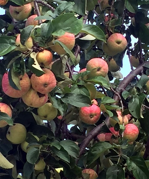 Описание сорта яблони Грушовка Московская: урожайность, морозостойкость, засухоустойчивость4