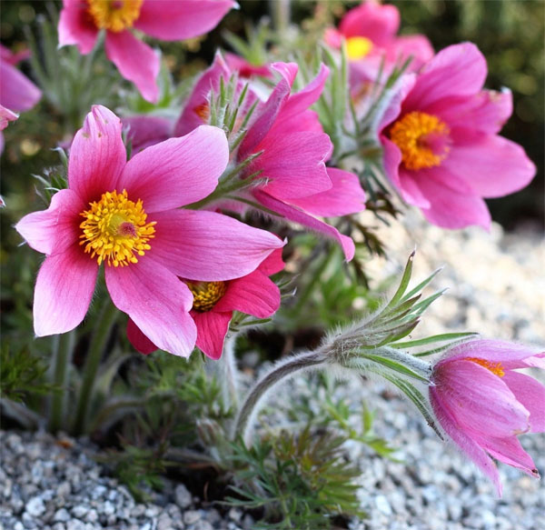 Лучшие растения для альпийской горки – цветы, многолетники, хвойные50