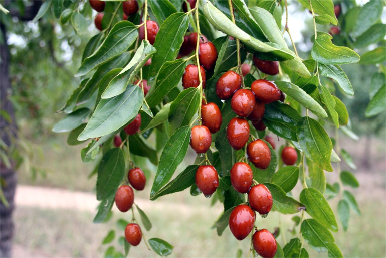 дерево унаби (китайский финик, зизифус) – посадка, выращивание и уход, сорта0