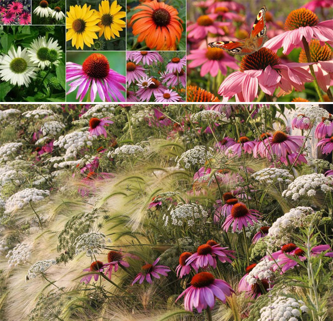 Описание многолетних садовых цветов давать с названиями и фото26