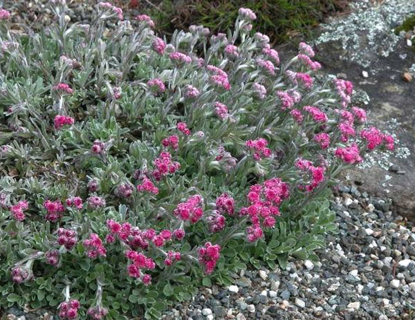 Лучшие растения для альпийской горки – цветы, многолетники, хвойные59