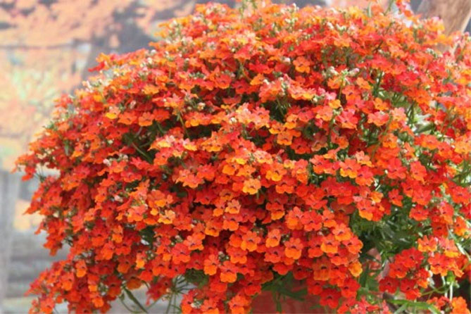 Цветы немезии - выращивание из семян, посадка в открытый грунт, уход, фото16