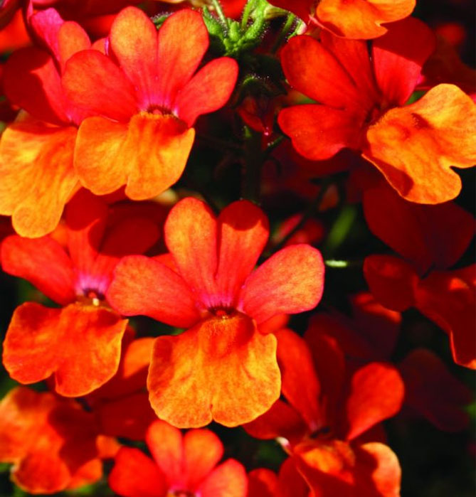Цветы немезии - выращивание из семян, посадка в открытый грунт, уход, фото23
