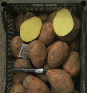 Описание лучших сортов картофеля для средней полосы России: самые урожайные и вкусные12