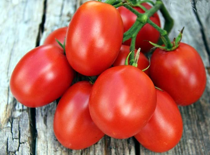 Сорт помидоров Де Барао - характеристика, урожайность, фото и отзывы3