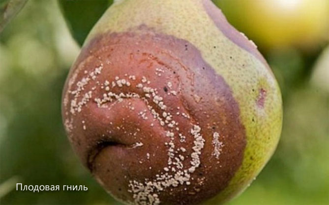 Описание сорта груши Лада: морозостойкость, урожайность, отзывы садоводов, фото7