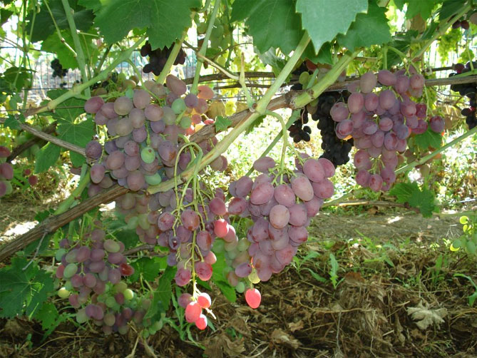 Сорт винограда Восторг — описание и характеристики, фото, отзывы4